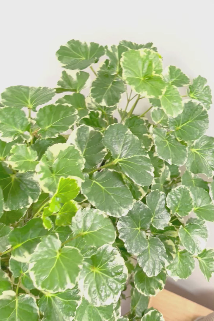 【ポリシャス マルギナータ】葉の模様がとても美しい！あまり生産されていない品種の観葉植物です！