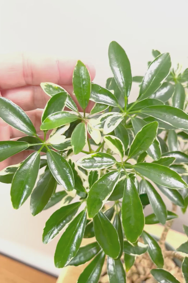 【シェフレラ スノーホワイト】和テイストの浅鉢！しっかりとした幹が美しく、丈夫で育てやすいので初心者の方にもおすすめ！