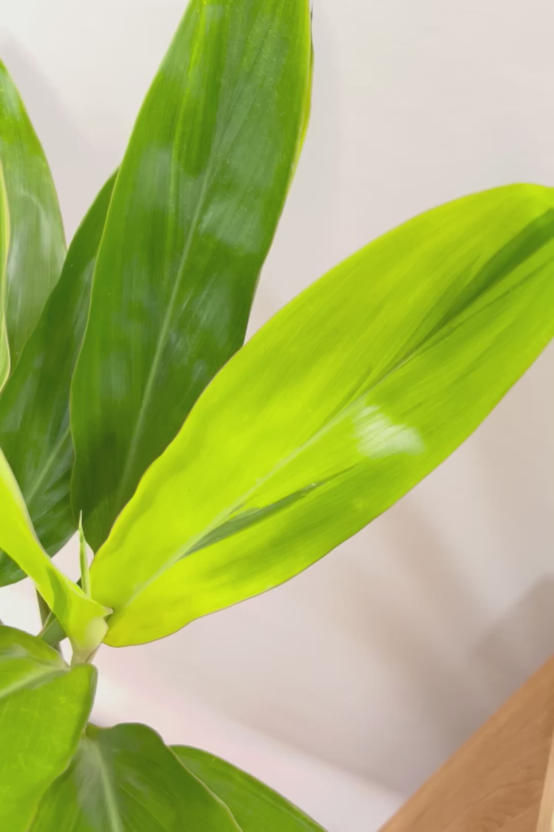 【ドラセナ バリエガタ】今回限りの入荷！爽やかな葉色が美しい斑入りのドラセナです！
