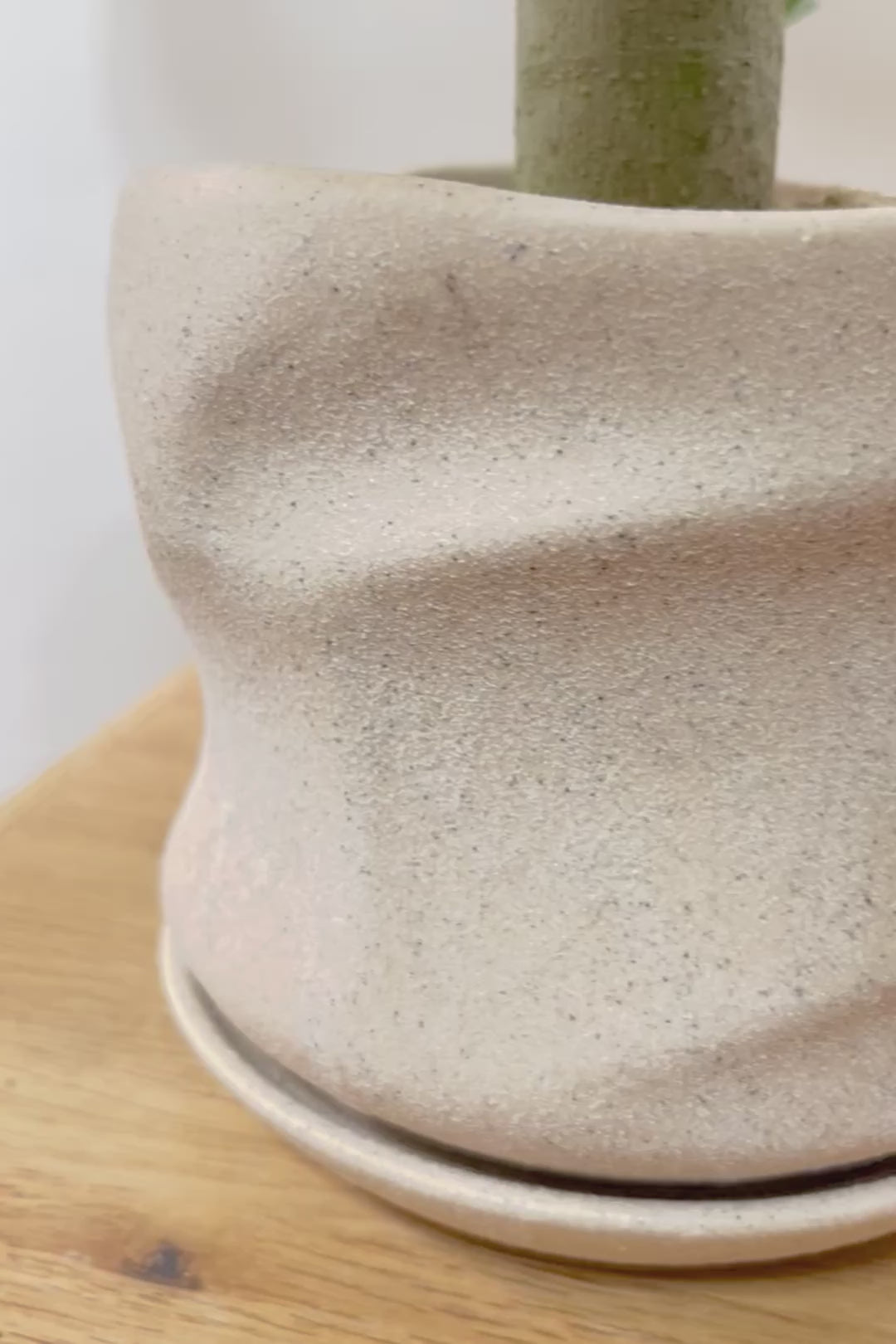 【フィカス ベンガレンシス】ほぼほぼ丸太のような太い幹！このような樹形はめったに出会えません！