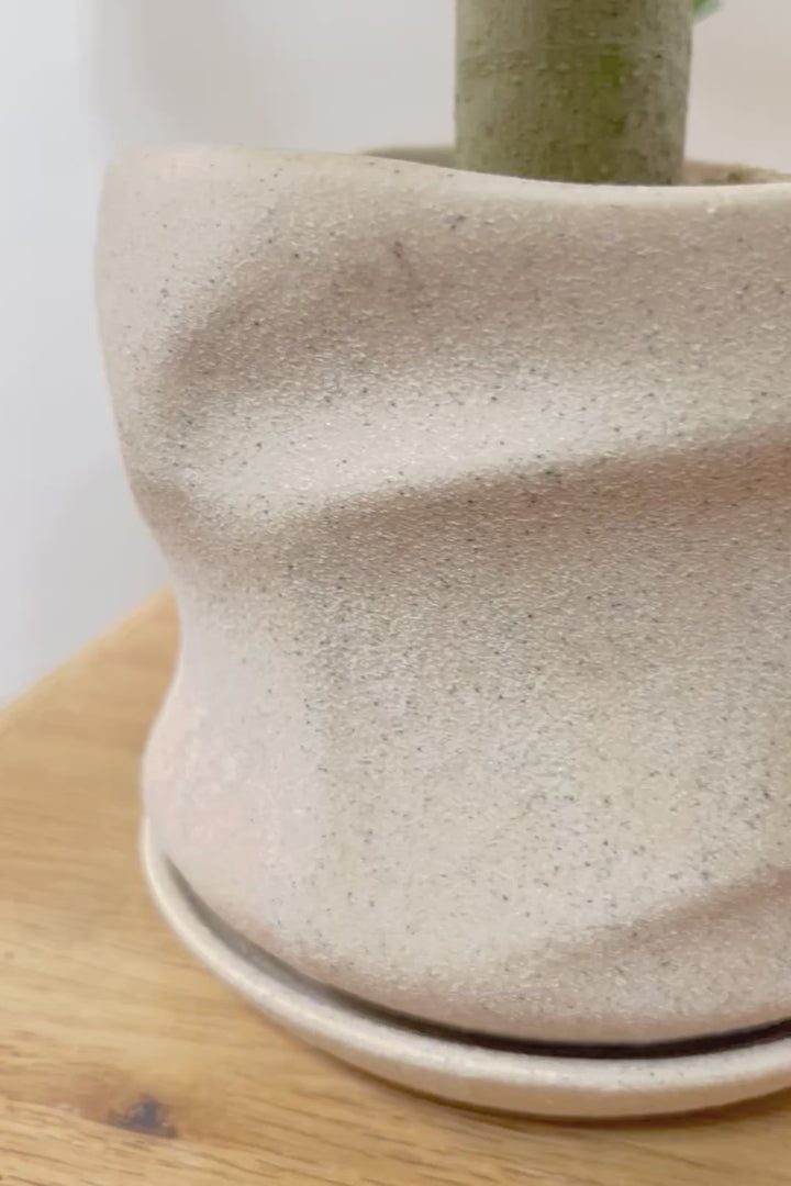 【フィカス ベンガレンシス】ほぼほぼ丸太のような太い幹！このような樹形はめったに出会えません！