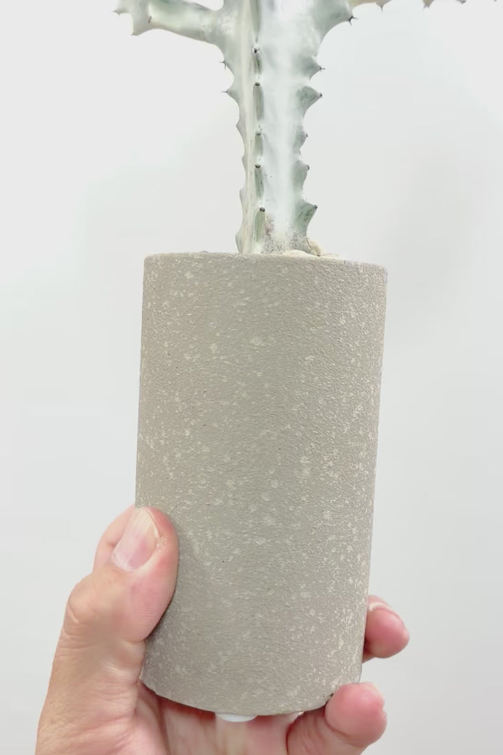 【ユーフォルビア ラクティア ホワイトゴースト】高さ34cmのかわいいサイズ感！スリムでスタイリッシュなPOTとのバランスがとてもイイ！ミニサイズなのに枝が出ているしバランスもとてもイイ感じですのでおすすめ！