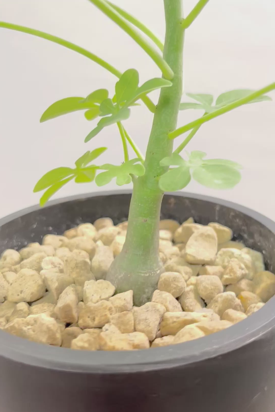 【アデニア グラウカ】全高34cmのかわいいサイズ！足元に芽があるタイプです！将来的にボリュームが出そうな予感です！