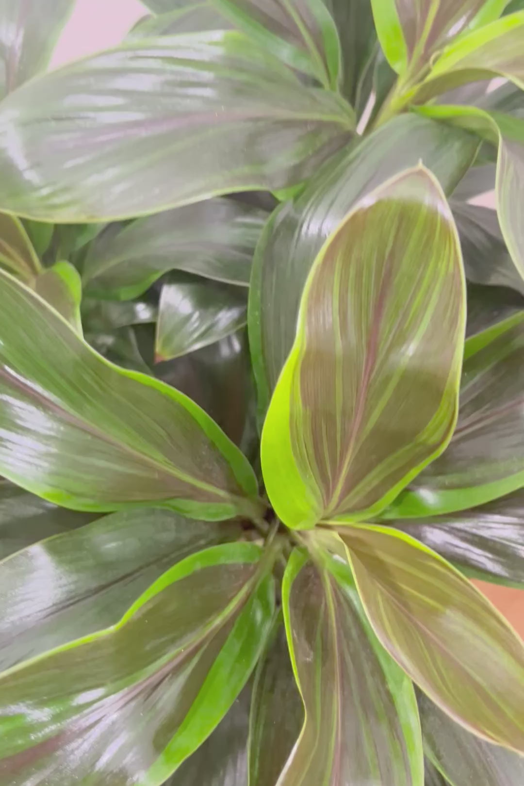 【コルジリネ フグリーンコンパクタ】今が一番美しい葉色！長い時間をかけて作られた素晴らしい逸品です！