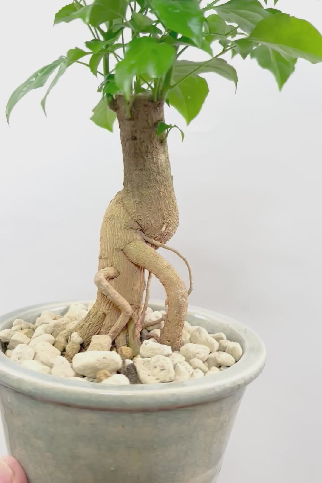 【ヘテロパナックス】今回はシンプルな幹。シンプルな中にも個性があふれる幹なんです！