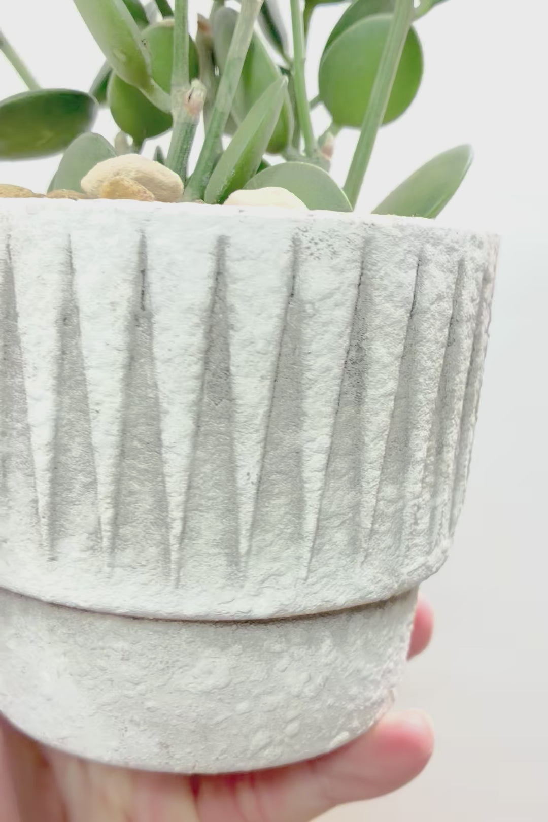【グリーンドラム】高さ26センチ！待望の再入荷です！生産者さんのハウスで直接かわいいものを選んできたのでおススメですよ！