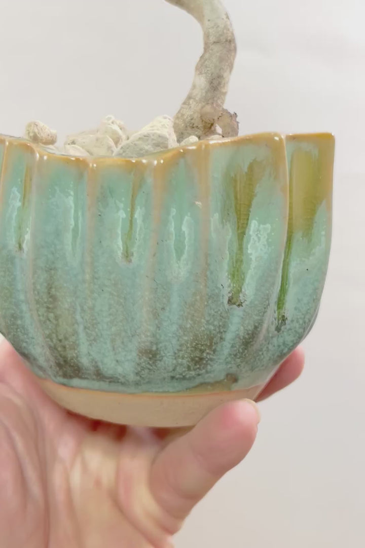 【ベンガレンシス】かわいい新作のPOT！このサイズでここまで仕立てられたベンガレンシスはかなりレア！幹もしっかりと太く仕上げられています！