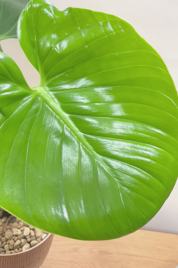 フィロデン ピッチェリーLBR59710| 観葉植物の通信販売 | APEGO