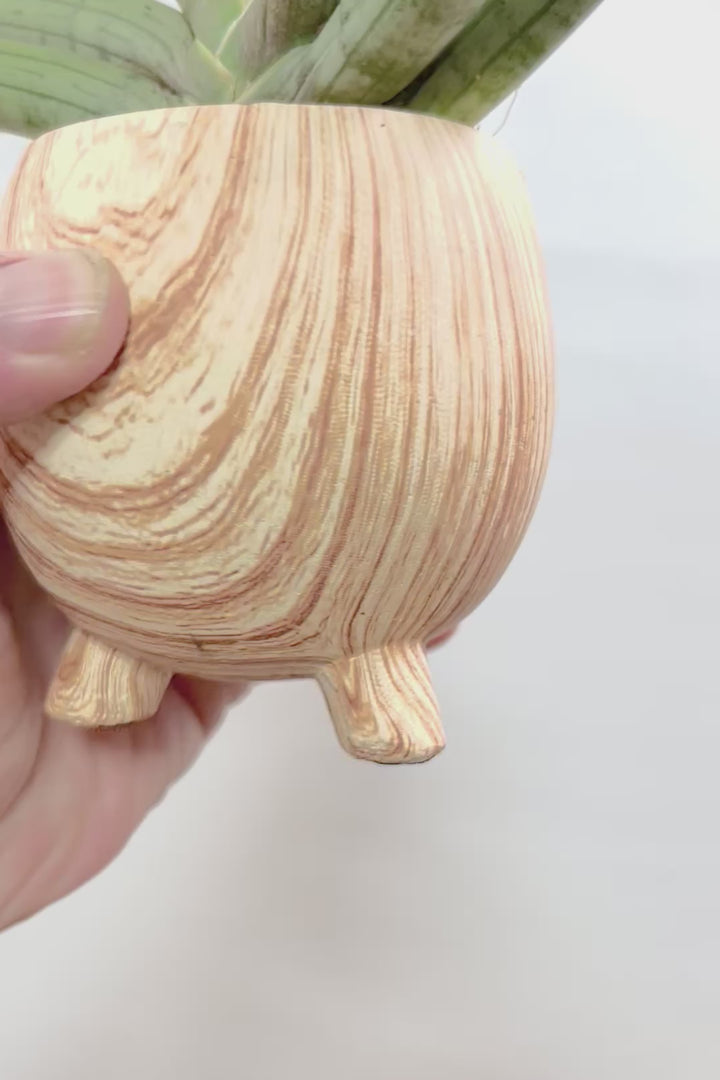【サンスベリア ホワイトボンセレンシス】静岡県の生産者さんのこだわり品種！ボンセレンシスの中でもホワイトは希少ですよ！