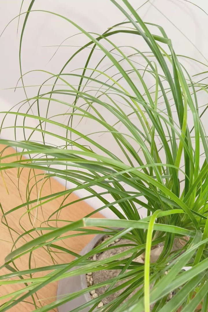 【ノリナ】モンスター級の大きさ！ここまで立派なノリナはめったに出回りませんので、ぜひともこの機会に！