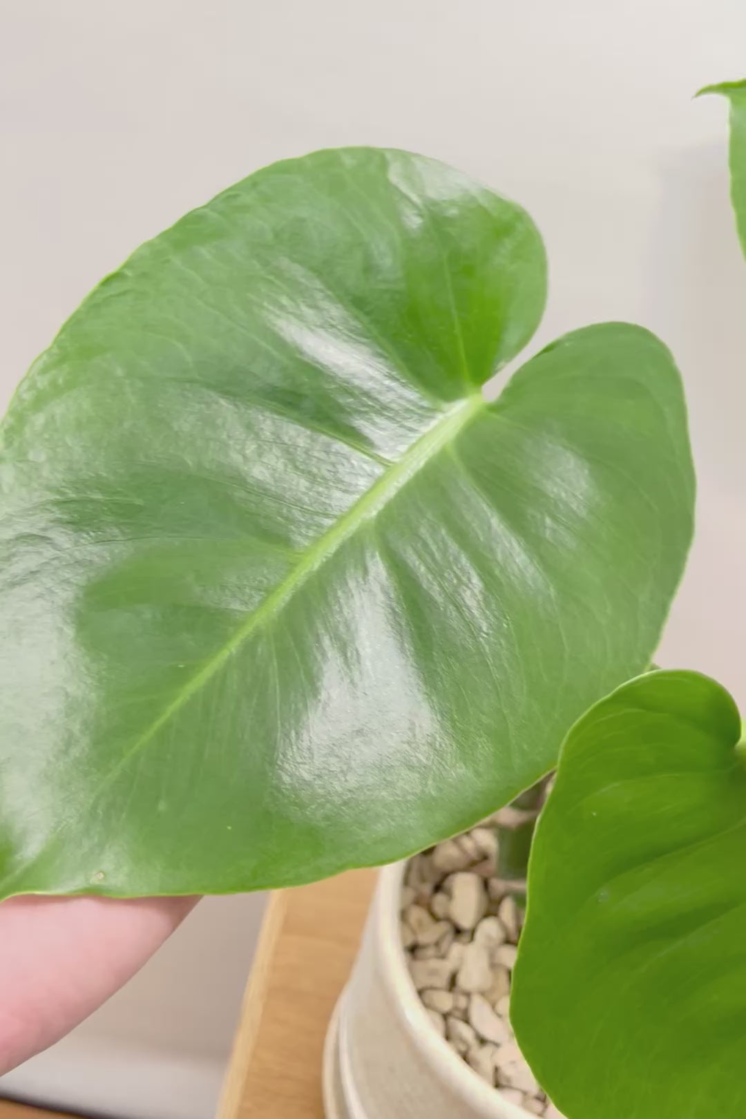 【モンステラ】この幹はかなりかわいい♪ここまできれいに分岐したものは希少だと思います！