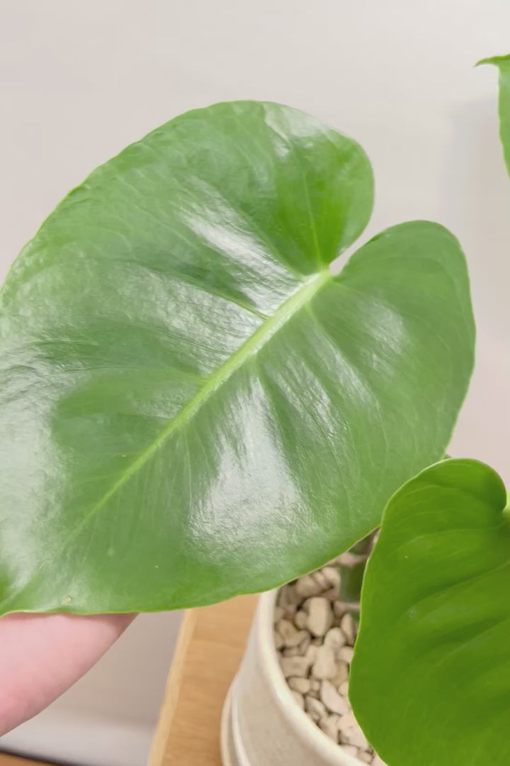 【モンステラ】この幹はかなりかわいい♪ここまできれいに分岐したものは希少だと思います！