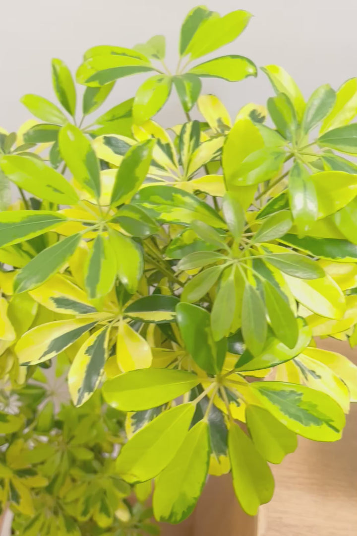 【シェフレラ ハッピーイエロー】しっかりし幹が美しく、丈夫で育てやすいので初心者の方にもおすすめ！