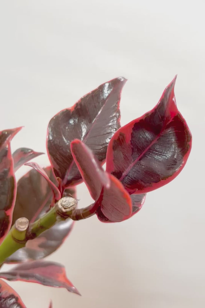 【フィカス ルビー】流れるような美しい幹！このサイズの曲樹形のものはかなり久々の入荷です！おすすめ！いい葉色しています！