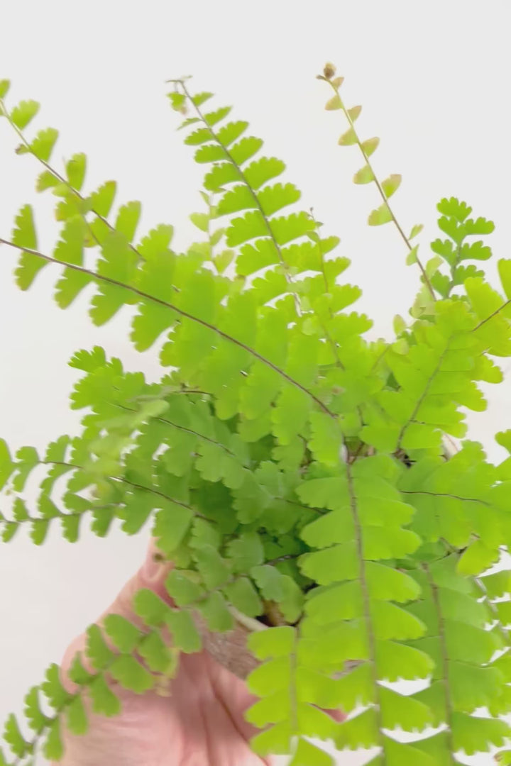 【アジアンタム コーダータ】APEGO初入荷の品種。垂れ下がるようなフォルムと雰囲気がとってもかわいい観葉植物！