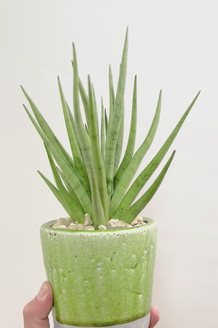 【サンスベリア グラシリス】シルバーの葉っぱが人気の品種！しかもPOTとのバランスも最高にカッコいいと思います！