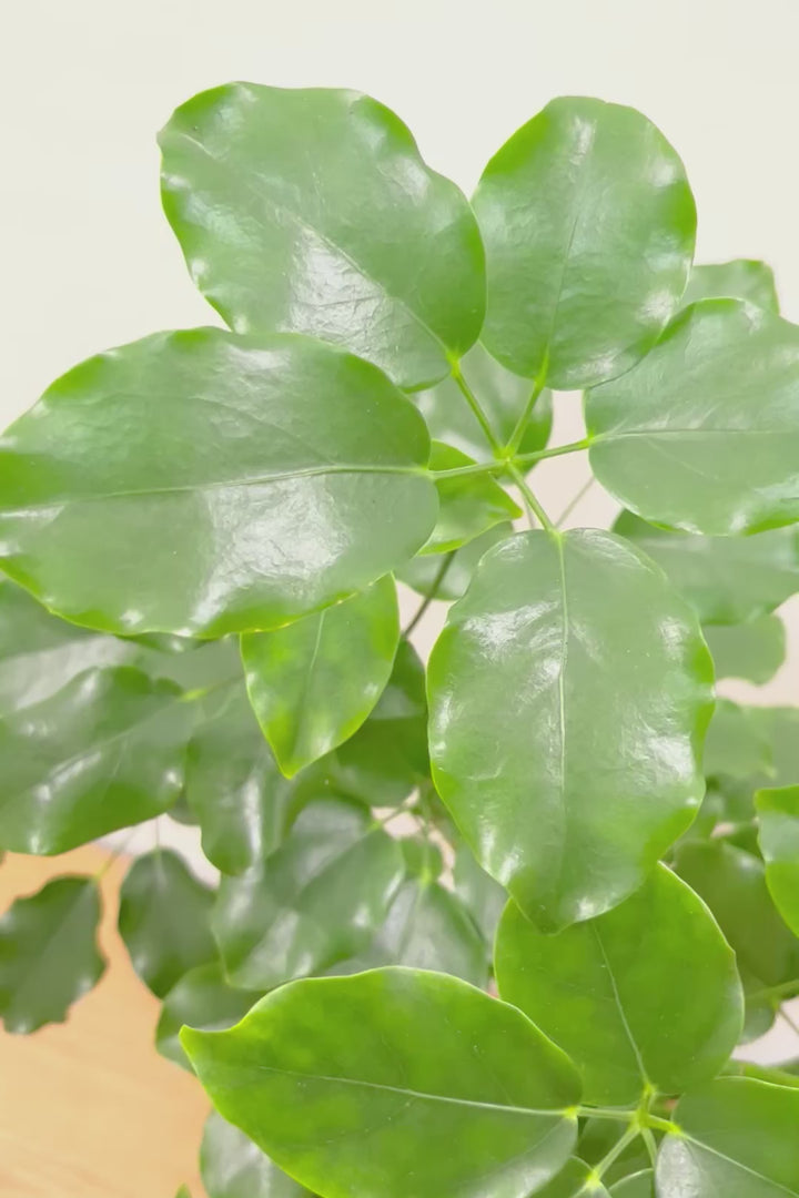 【シェフレラ エリプティカ】この密な感じの樹形たまりません！育てやすいしめっちゃ良いです！おすすめ！