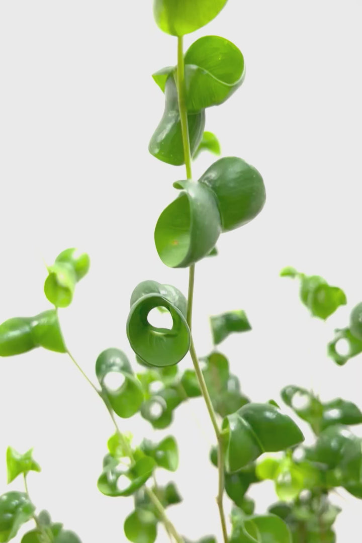 【ベンジャミン バロック】APEGOでも人気のデザインのPOT。このフォルムと植物のフォルムのバランスが最高だと思います！