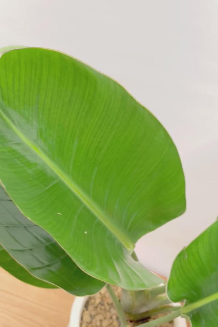 【オーガスタ】鹿児島県の名人の生産者さんが手塩にかけて作った素敵な逸品です！ボリュームがあります！