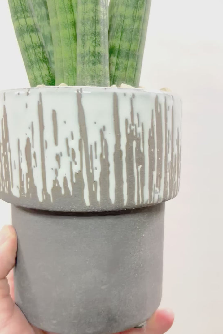 【サンスベリア スタッキー】今回はグレーのかわいいフォルムのPOT！仲良しの生産者さんからいい形のものを分けてもらいました！ムチムチでかわいい！