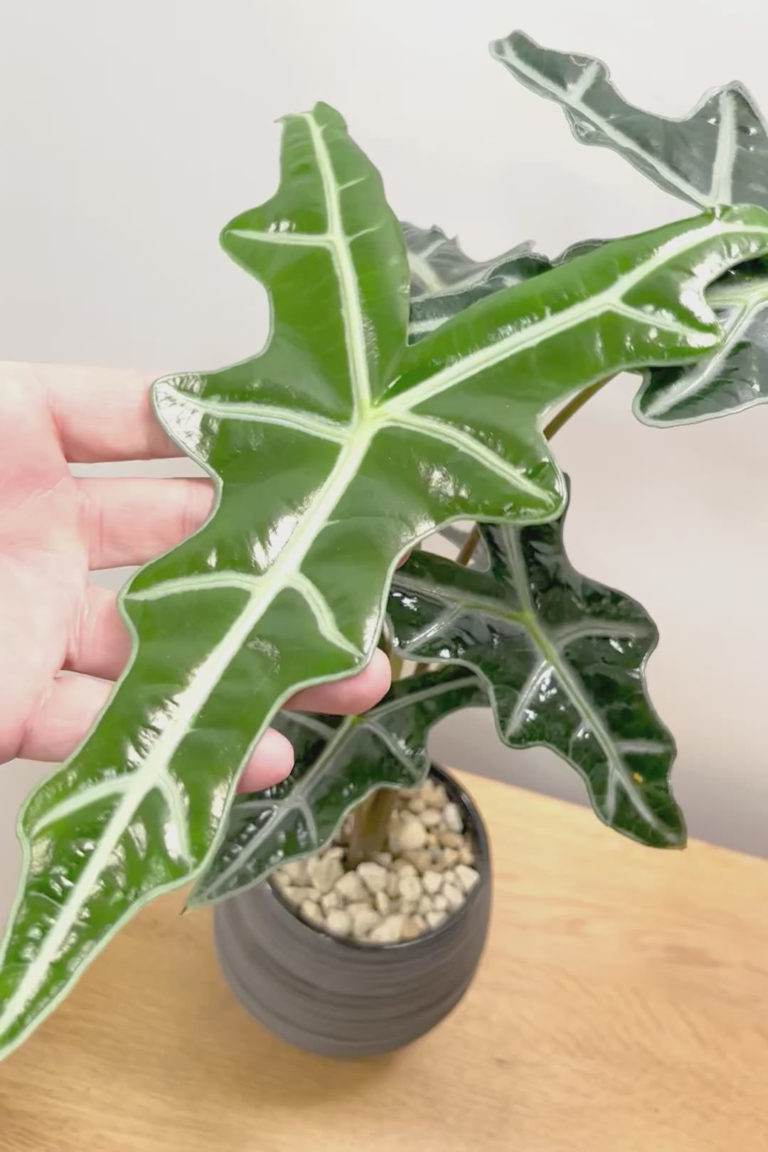 【アロカシア ノビリス】シブ色のかっこいい品種！葉のバランスもとてもイイ感じですので是ぜひともご検討ください！