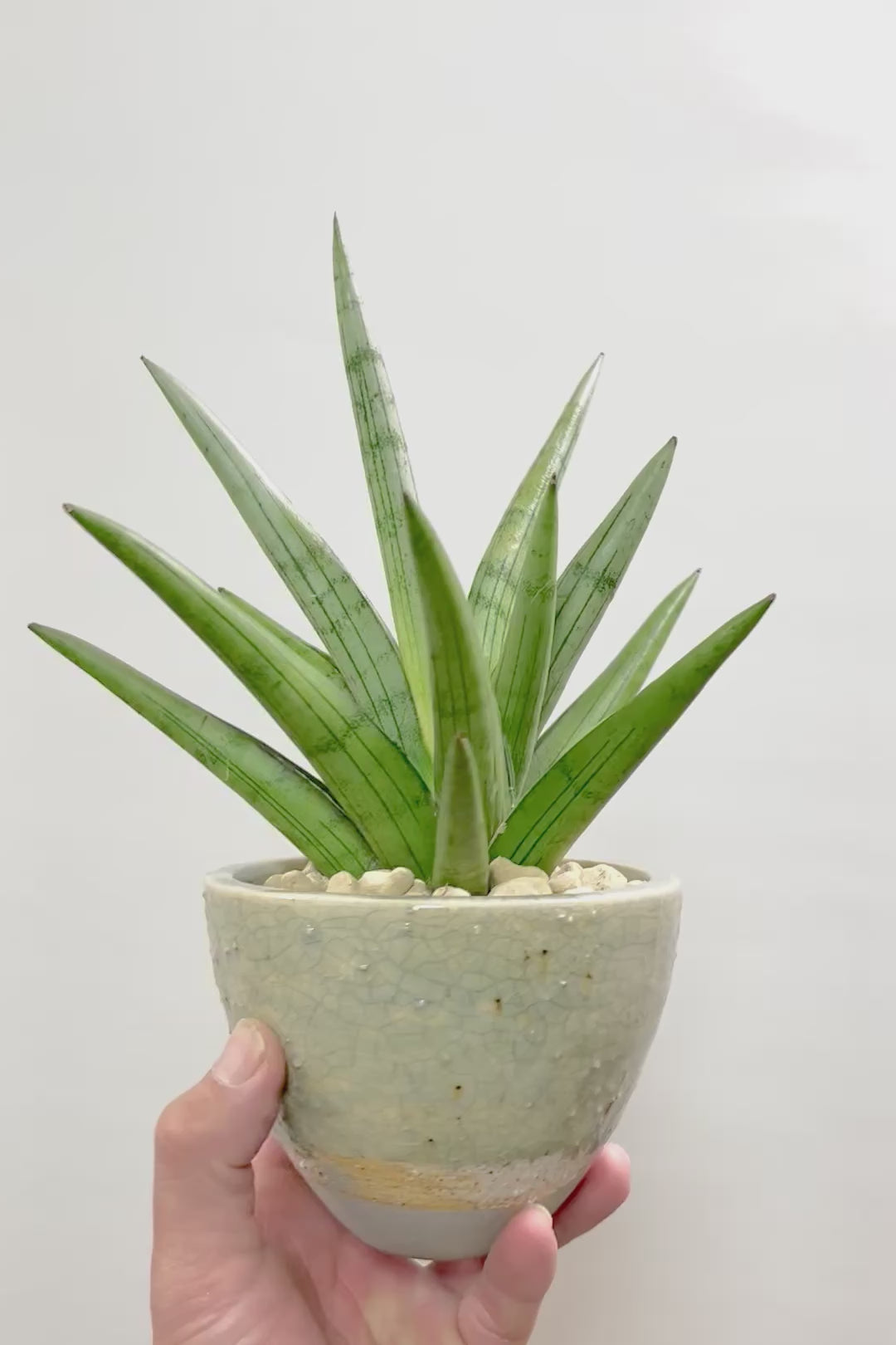 【サンスベリア シルバークラウン】静岡県の生産者さんのこだわり品種！POTとのバランスも最高にカッコいいと思います！