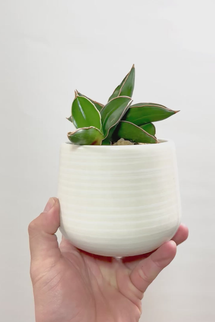 【サンスベリア サムライ】手のひらサイズ！このフォルムイイと思うんです！葉も艶がバツグンにキレイなのでおすすめ！