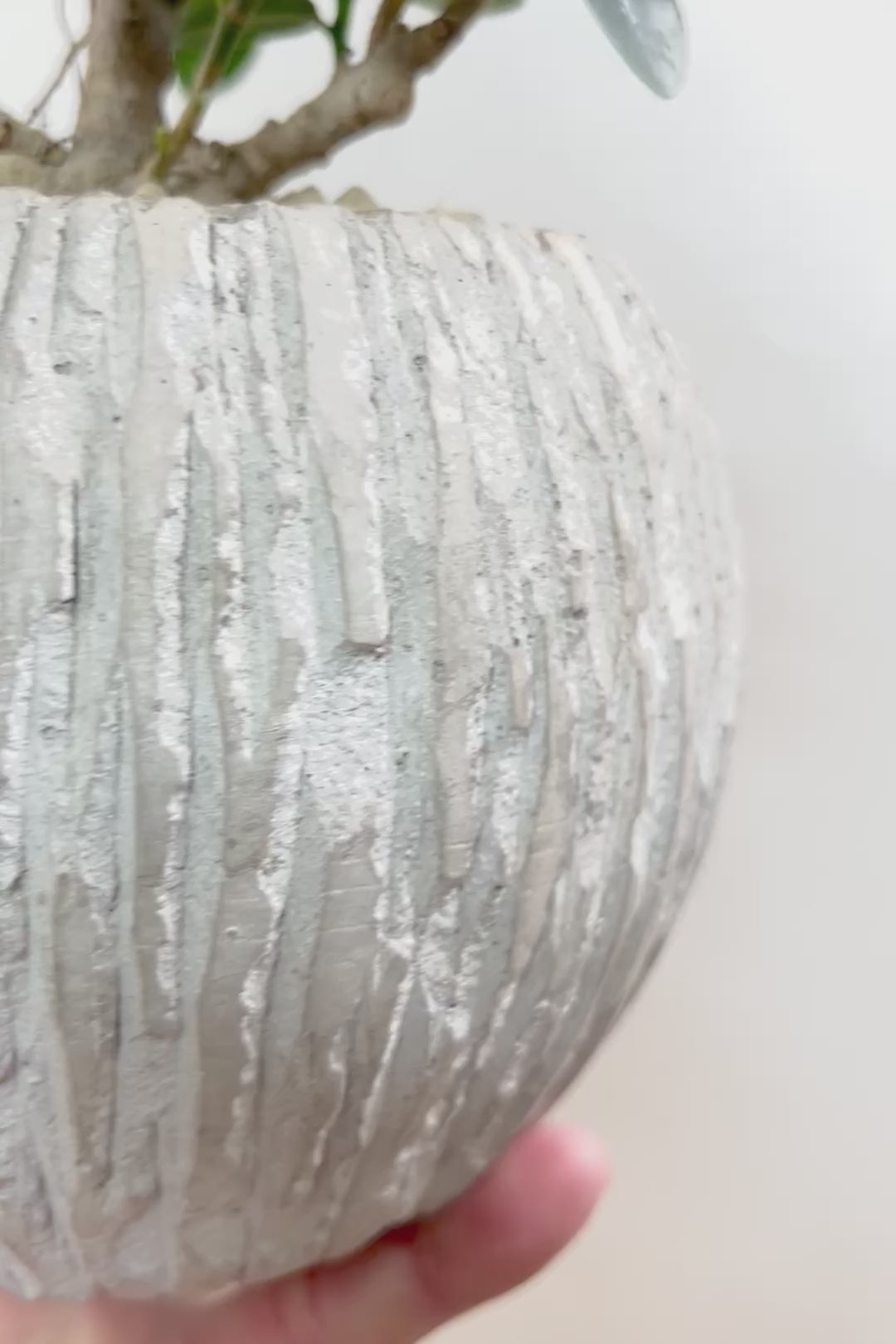 【パンダガジュマル】かっわいいフォルムのPOT！そして個性のある盆栽仕立て！ガジュマルの中でも更に極小のかわいい葉です♪