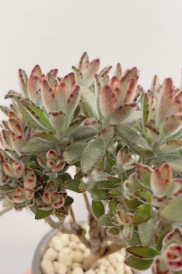 【カランコエ クロトジ】ぬいぐるみのような心地いい質感の葉。ずっと触っていたくなるような葉っぱなんですよ！