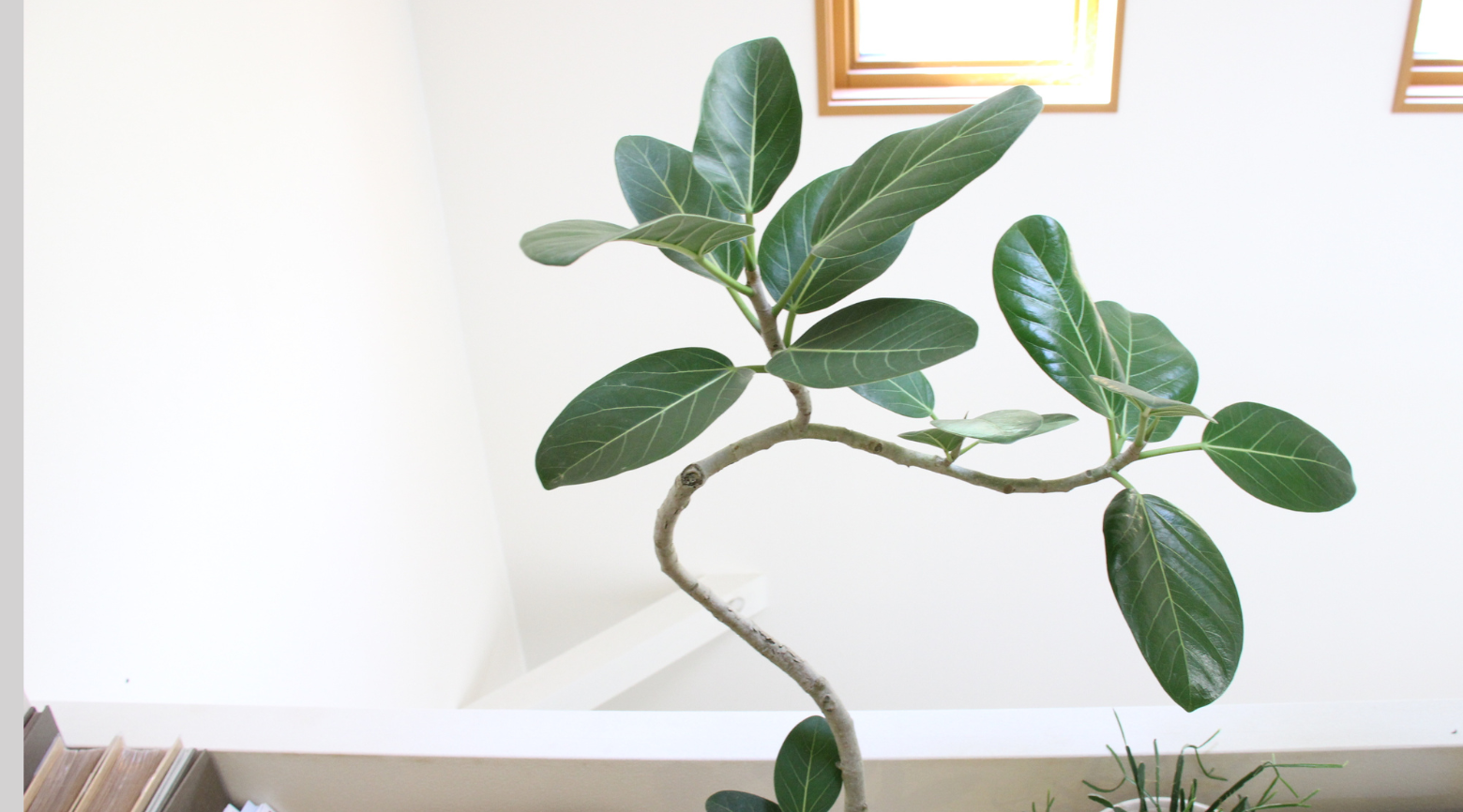 その他観葉植物 Shion* 送料無料】観葉植物の1点もの通販 | APEGO(アペーゴ)