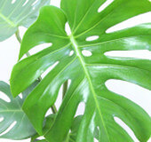 季節や置き場所に注意 ウンベラータの育て方 観葉植物の基礎知識 Apego