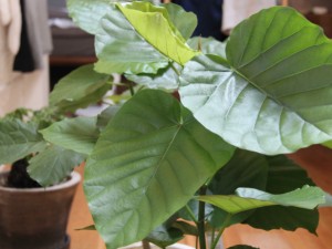 季節や置き場所に注意 ウンベラータの育て方 観葉植物の基礎知識 Apego