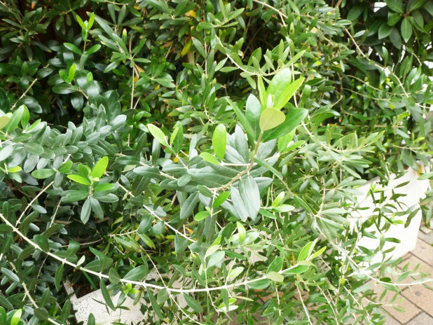 害虫から木を守る オリーブの木の害虫対策 観葉植物の基礎知識 Apego