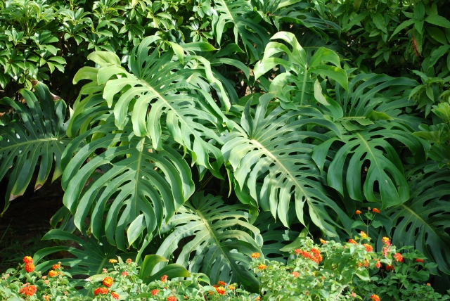 外でも育てられる ガーデニングにぴったりの観葉植物はどれ 観葉植物の基礎知識 Apego