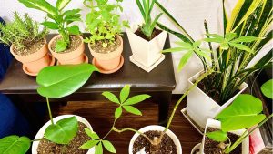 ウンベラータの成長スピード 観葉植物の基礎知識 Apego
