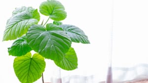 ウンベラータの成長スピード 観葉植物の基礎知識 Apego