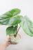 フィロデンドロン マクドゥエル　ベルベットの質感が美しい大型の葉が特徴の観葉植物です! 