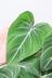 フィロデンドロン グロリオーサム　ベルベットの質感が美しい葉の観葉植物です! キュートな葉っぱ。表面はマッドで上品な質感です。