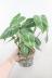 フィロデンドロン グロリオーサム　ベルベットの質感が美しい葉の観葉植物です! 