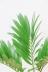 ザミア フロリダーナ　個性的なフォルムが特徴の希少な観葉植物! 繊細そうに見えますが、実際は丈夫です!