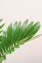 ザミア フロリダーナ　個性的なフォルムが特徴の希少な観葉植物! 