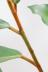 フィカス ベルベット　希少なゴムの木!葉の表面はベルベットのような質感!! モフモフしています
