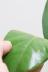 フィカス ベルベット　希少なゴムの木!葉の表面はベルベットのような質感!! 