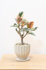 フィカス  ジン　極太の幹!!葉の模様がとてもさわやかで人気の観葉植物です!